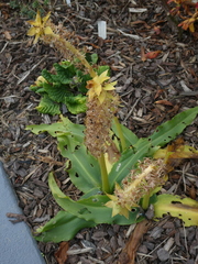 Eucomis zambesiaca