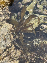 Lessoniaceae