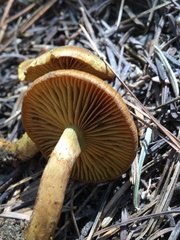 Cortinarius thiersii
