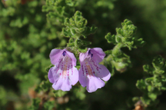 Prostanthera cryptandroides euphrasioides