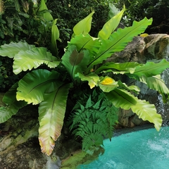 Asplenium