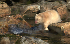 Ursus americanus kermodei