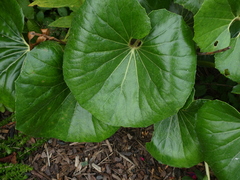 Ligularia reniformis