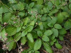 Jovellana sinclairii