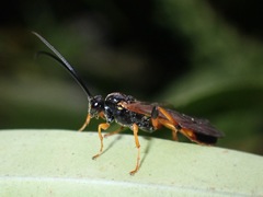 Ichneumon lotatorius