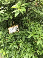 Rhododendron mucronatum