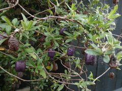 Billardiera longiflora