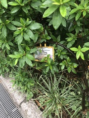 Rhododendron pulchrum phoeniceum