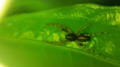 Battalus wallum