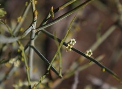 Lacomucinaea lineata