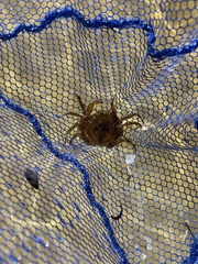 Hymenosoma orbiculare