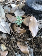 Oxalis