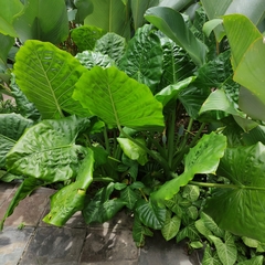 Alocasia