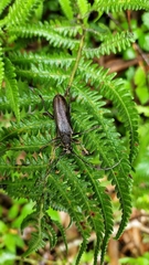 Nadezhdiella cantori