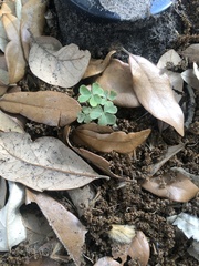 Oxalis