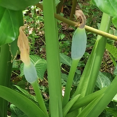Alocasia