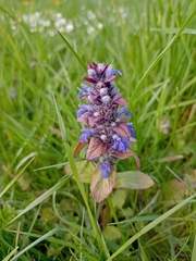 Ajuga reptans