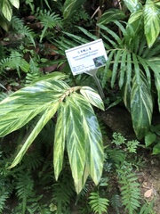 Alpinia calcarata