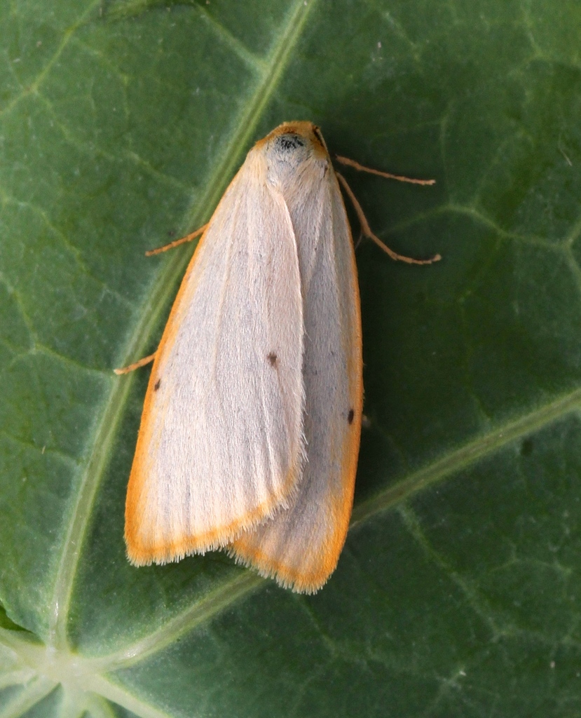 Cybosia
