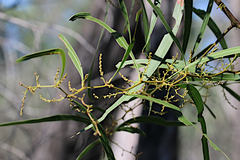 Acacia macradenia