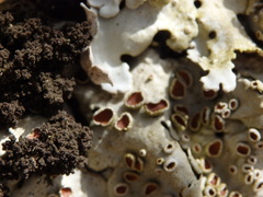 Ricasolia amplissima