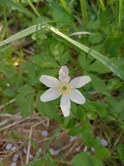 Anemonoides nemorosa