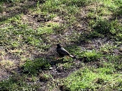Sturnus vulgaris