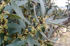 Euclea natalensis angustifolia