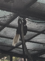 Berenicornis comatus