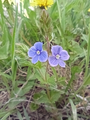 Veronica chamaedrys