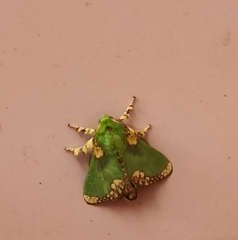 Parasa pastoralis