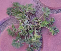 Potentilla tobolensis