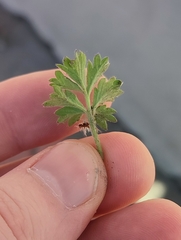 Potentilla tobolensis