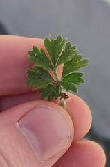 Potentilla tobolensis