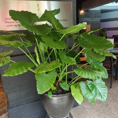 Alocasia