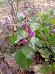 Lamium maculatum