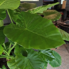 Alocasia