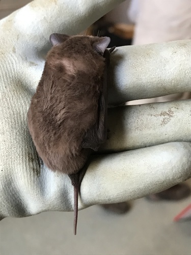 Eastern Free-tailed Bat