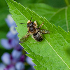 Megachile frigida