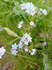 Myosotis sylvatica