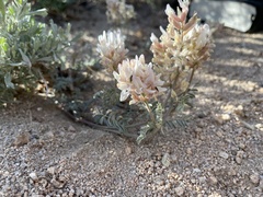 Astragalus sepultipes