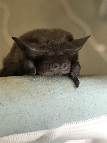 Eastern Free-tailed Bat
