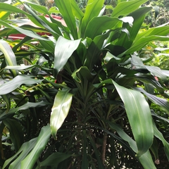 Dracaena fragrans