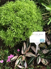 Melicope denhamii