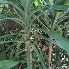 Dracaena fragrans