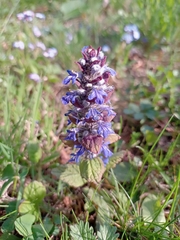 Ajuga reptans