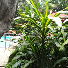 Dracaena fragrans