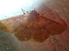 Eulepidotinae