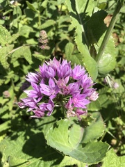 Allium unifolium