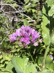 Allium unifolium